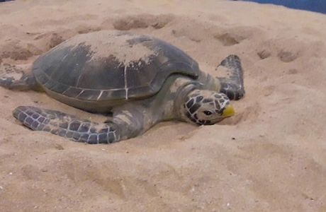 Wangan Green Turtle Tourism and Conservation Center