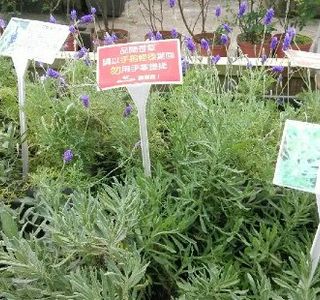 Artemis Garden