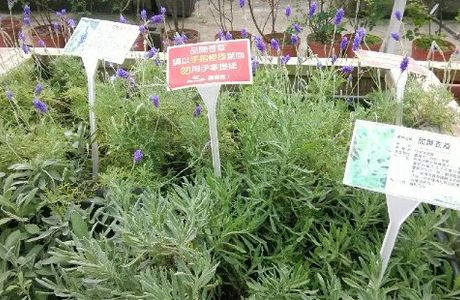 Artemis Garden