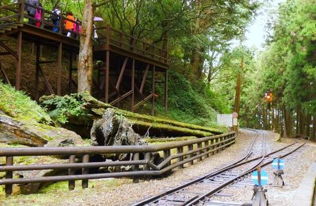 Alishan Sacred Tree