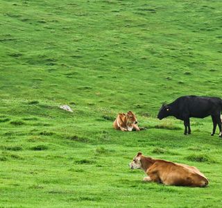 Nioubuzai Grassland