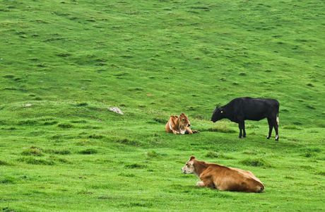 Nioubuzai Grassland