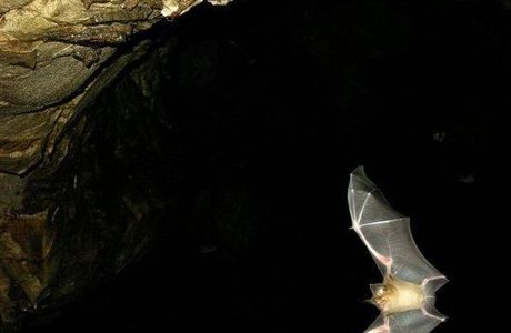 Khao Luk Chang Bat Cave