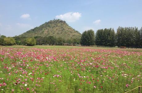 Jim Thompson Farm