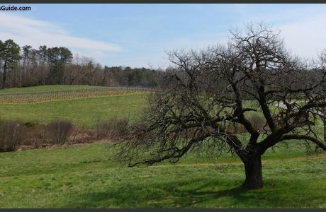 Yonah Mountain Vineyards