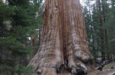 General Grant Tree Trail