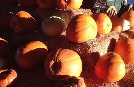 Pumpkin Station