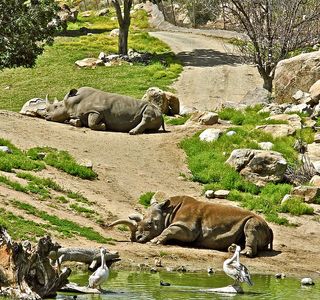 San Diego Zoo Safari Park