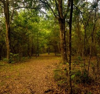 Barr Hammock Preserve