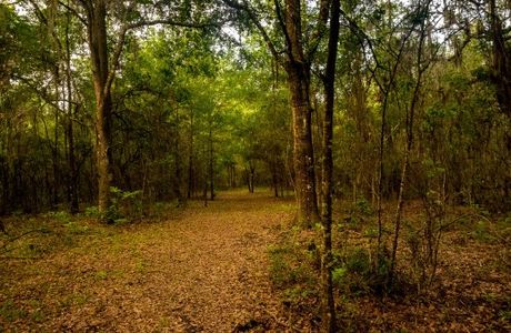 Barr Hammock Preserve