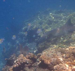 Looe Key (Florida Keys National Marine Sanctuary)