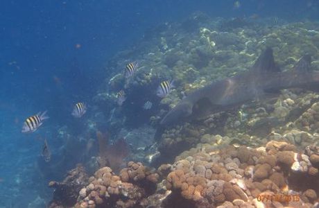 Looe Key (Florida Keys National Marine Sanctuary)