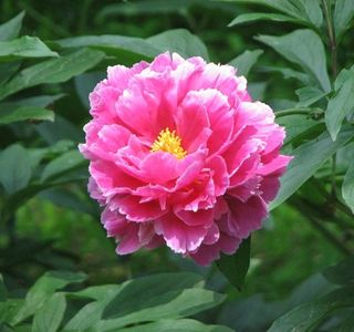 Peony's Envy