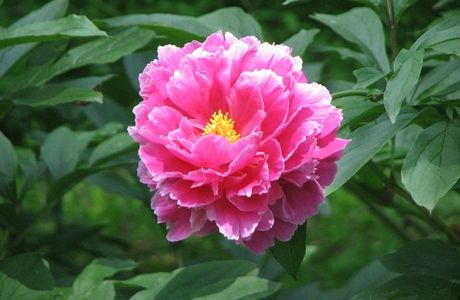Peony's Envy