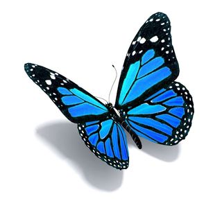 The Blue Butterfly Boutique