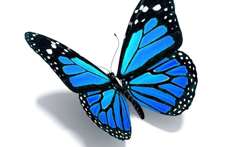 The Blue Butterfly Boutique