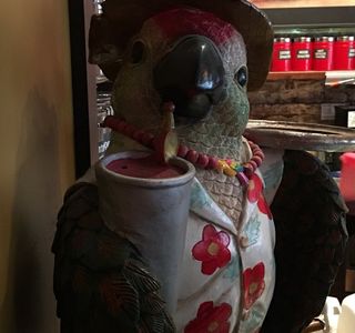 The Perky Parrot After Dark