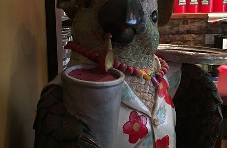 The Perky Parrot After Dark