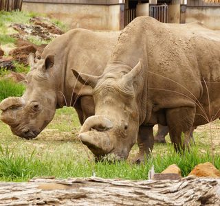 Rolling Hills Zoo