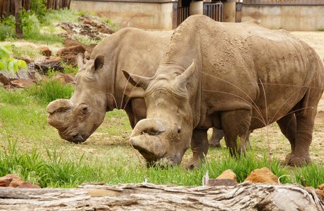Rolling Hills Zoo
