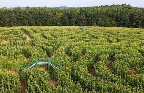 Kersey Valley Maize Adventure