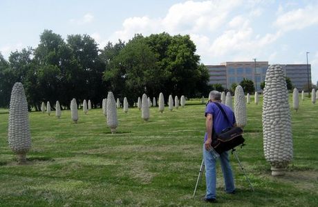 Field of Giant Corn Ears