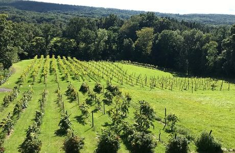 Six Mile Creek Vineyard