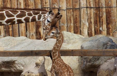 ABQ BioPark Zoo