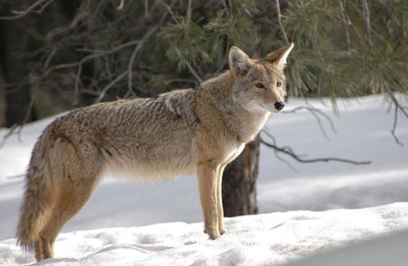 Coyote Del Malpais