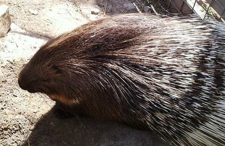 TGR Exotics Wildlife Park