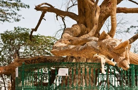 Alghareeb Tree