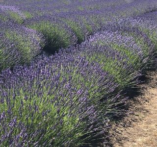 Sunshine Herb and Lavender Farm