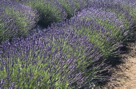 Sunshine Herb and Lavender Farm