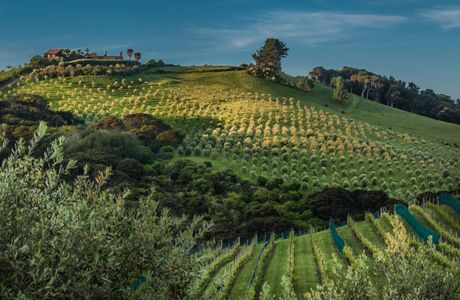 Redbud Ridge Vineyard & Winery
