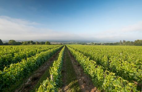 Sparks Vineyard & Winery