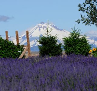 Cascade Lavender