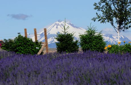 Cascade Lavender
