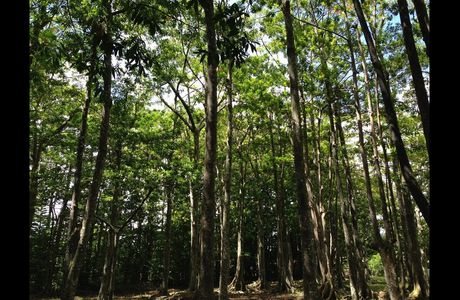 Sacred Rudraksha Forest