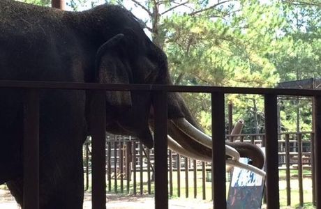 Two Tails Ranch