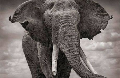 All About Elephants
