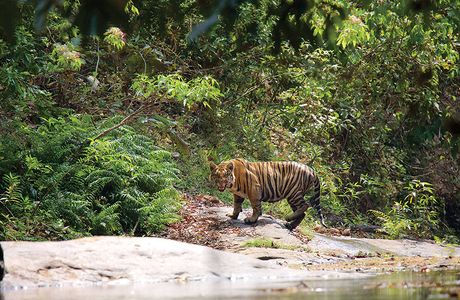 Parambikulam Tiger Reserve