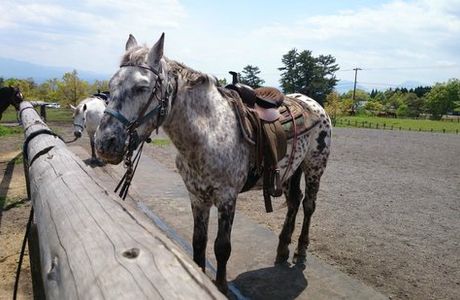 Kokopelli Western Riding