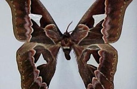 Museo Entomologico de Leon