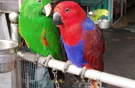 Bird Street (Heping West Road)