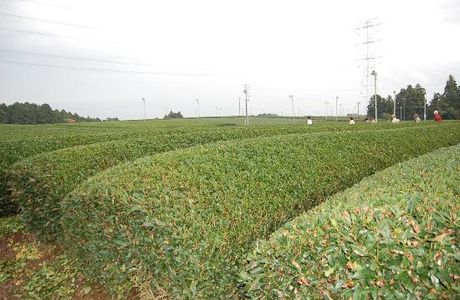 Gurinpia Makinohara
