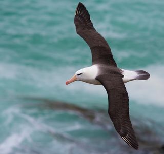 Albatross