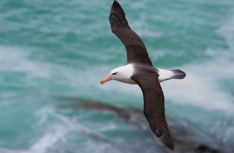 Albatross