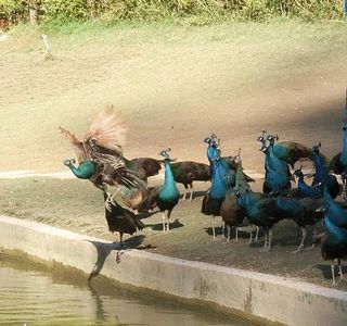 Peacock Garden, Sipsongpanna