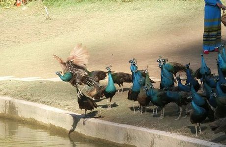 Peacock Garden, Sipsongpanna
