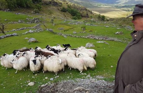 Kissane Sheep Farm